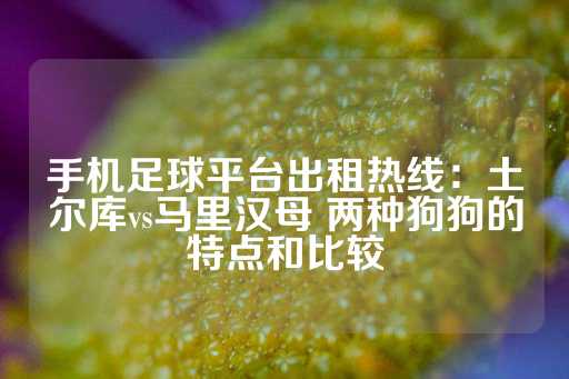 手机足球平台出租热线：土尔库vs马里汉母 两种狗狗的特点和比较-第1张图片-皇冠信用盘出租